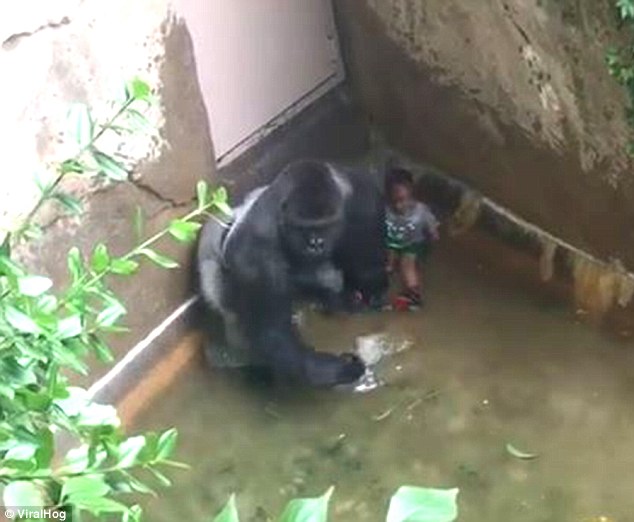 You may now honor Harambe without any restriction