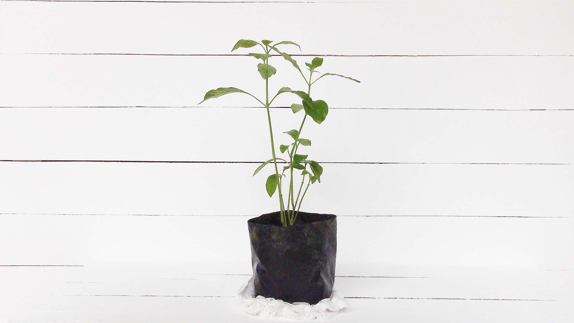 The Seed Of Revival In Our Day