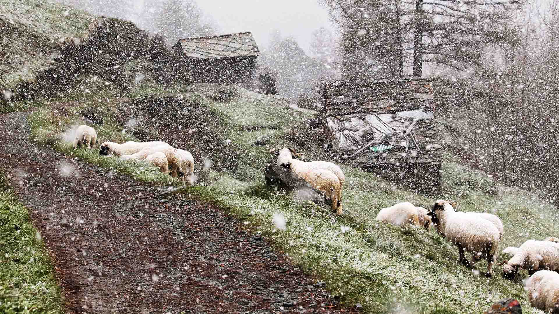 Where the Lambs Are Kept A Narrative Retelling of Luke 2815