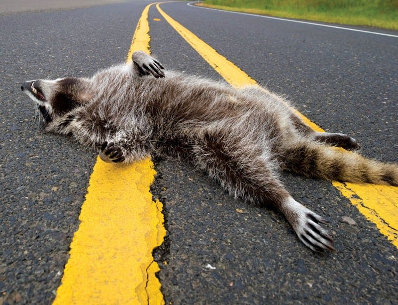 roadkill netflix