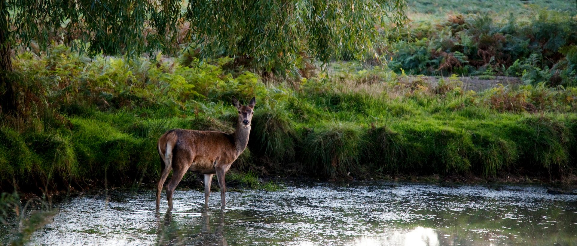 Deer standing in pond