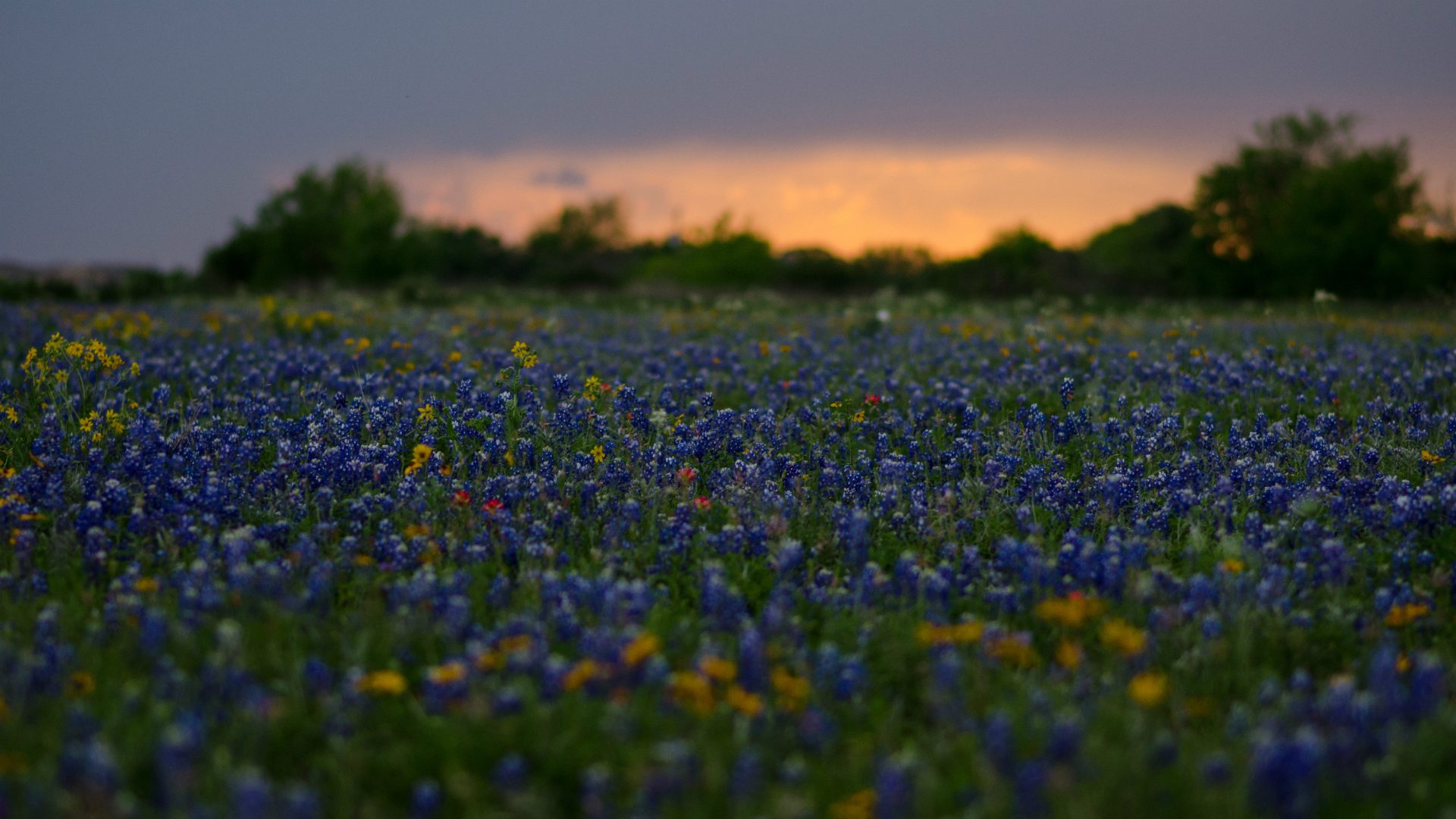 A field of blue bonnets