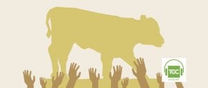 Golden Calf