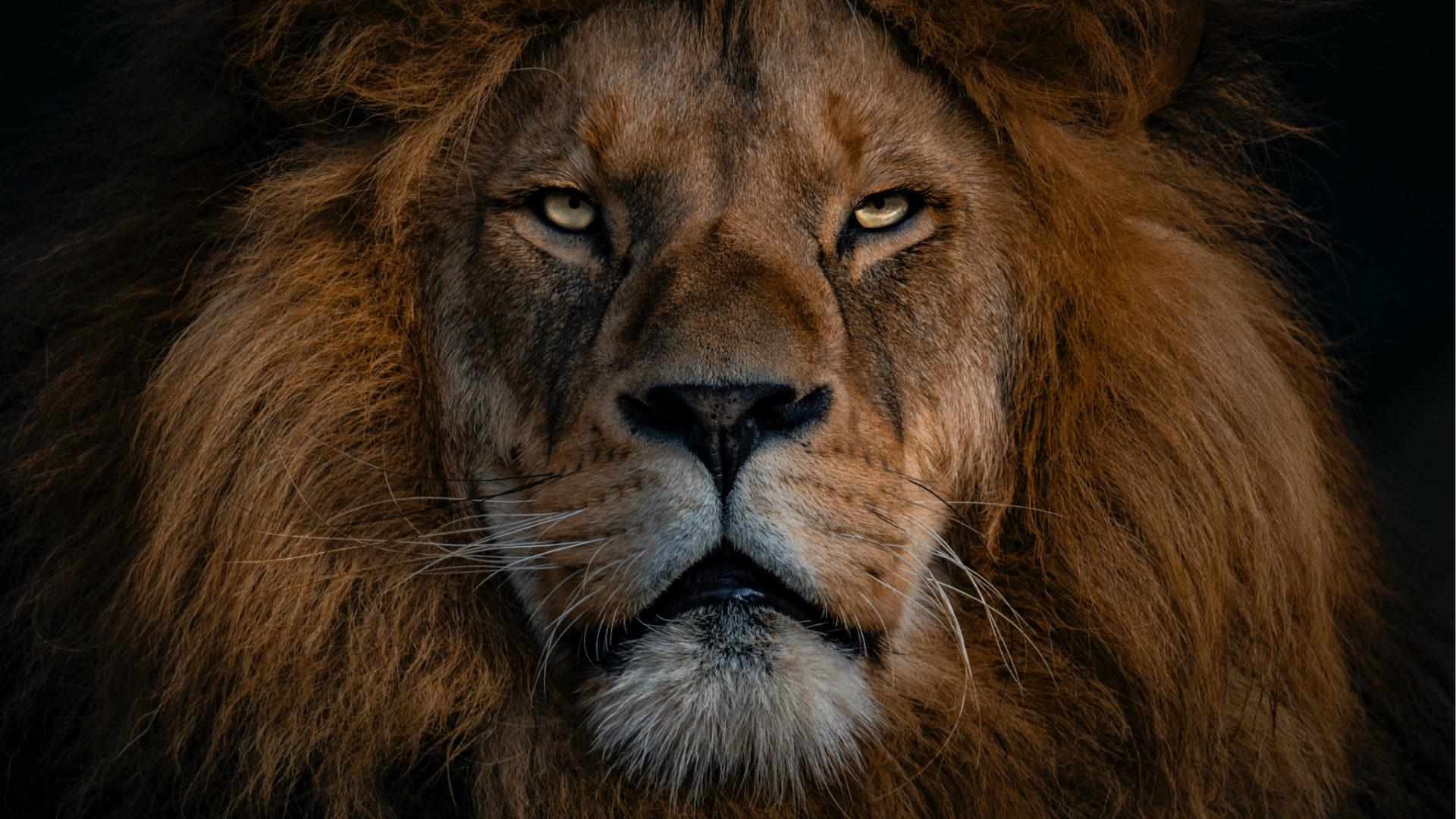 When Aslan Rights the World – Past Watchful Dragons