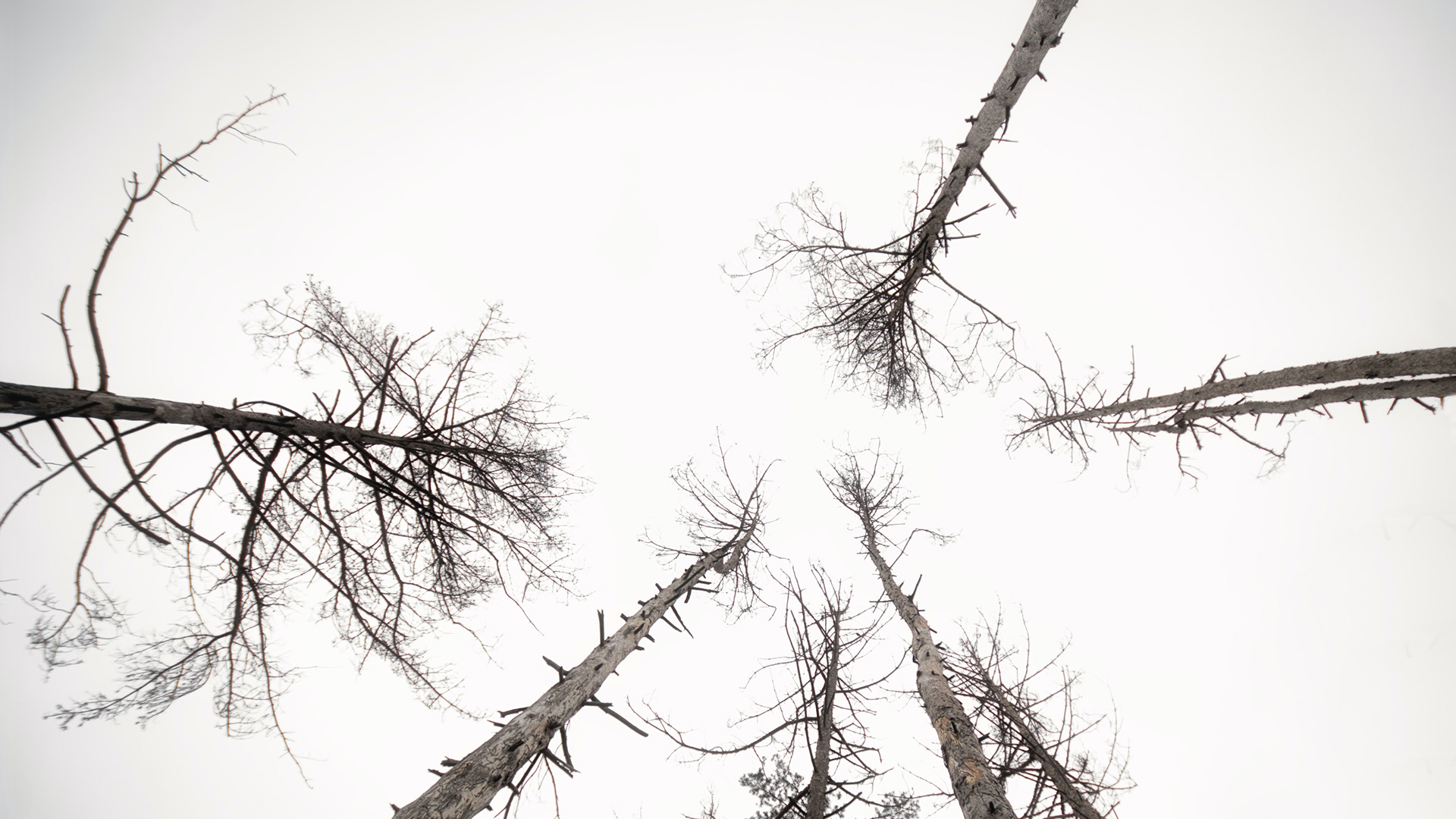 The necessity to speak sam hamill essays 05 picture