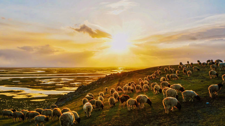 He Knew the Good Shepherd: The Last Book of David B. Calhoun