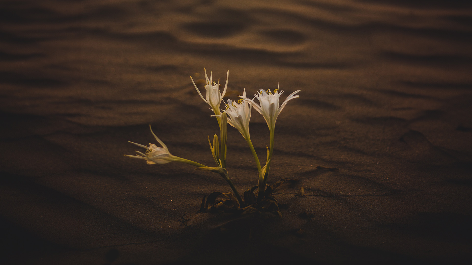 Lily in the Desert: The Missionary Example of Lilias Trotter