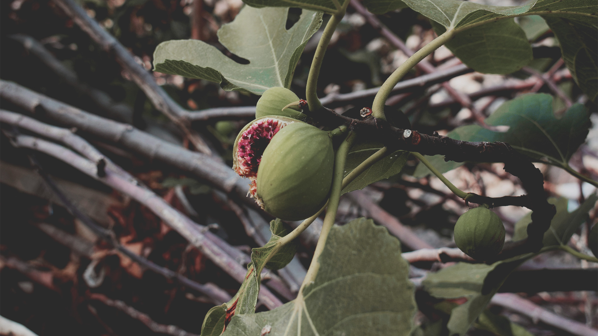 10 Things You Should Know About the Fruit of the Spirit