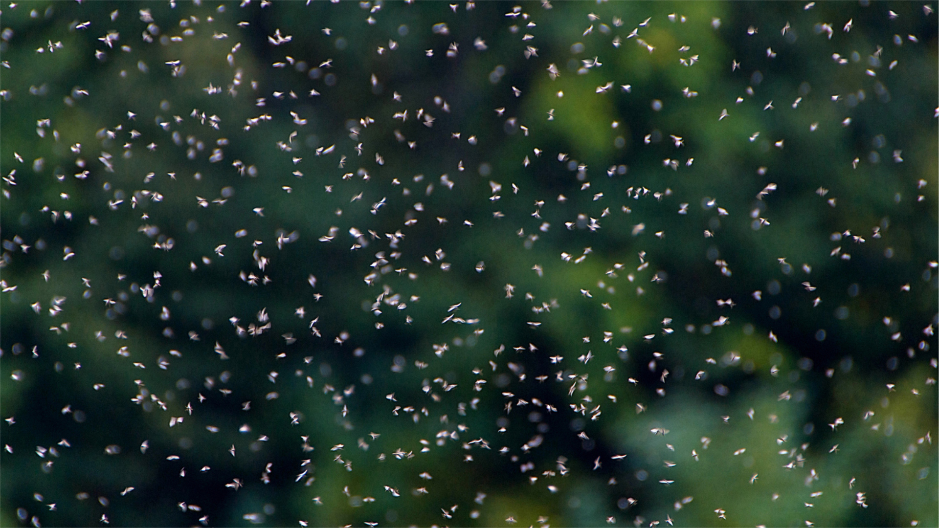 The Mercy of Gnats (and Other Outdoor Discomforts)