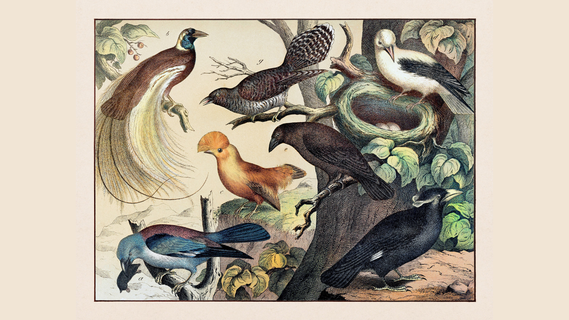The Gospel According to Birds