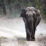 the elephant whisperers