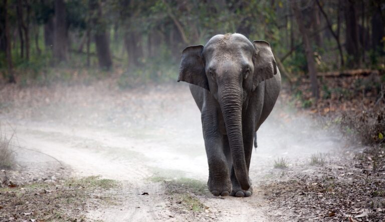 the elephant whisperers