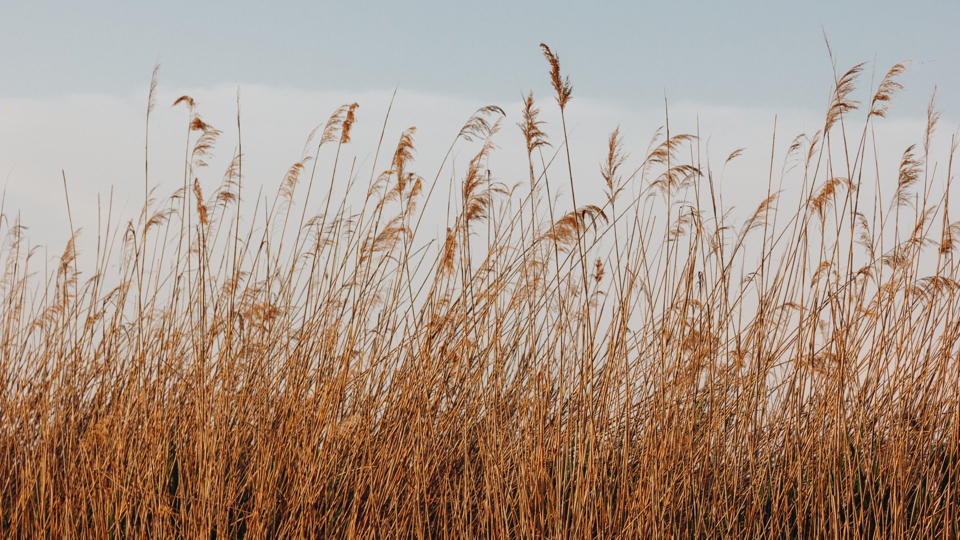 The Bruised Reed - The Gospel Coalition | Canada