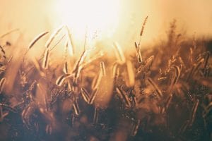 a picture of a grain field with the sun behind it to symbolize the harvest of the firstfruits