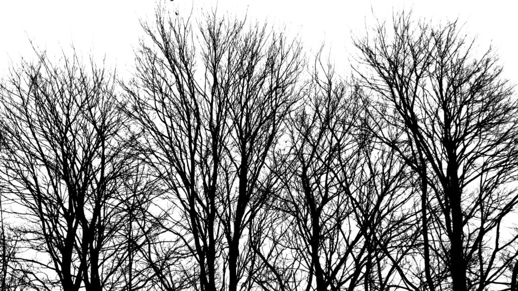 winter trees