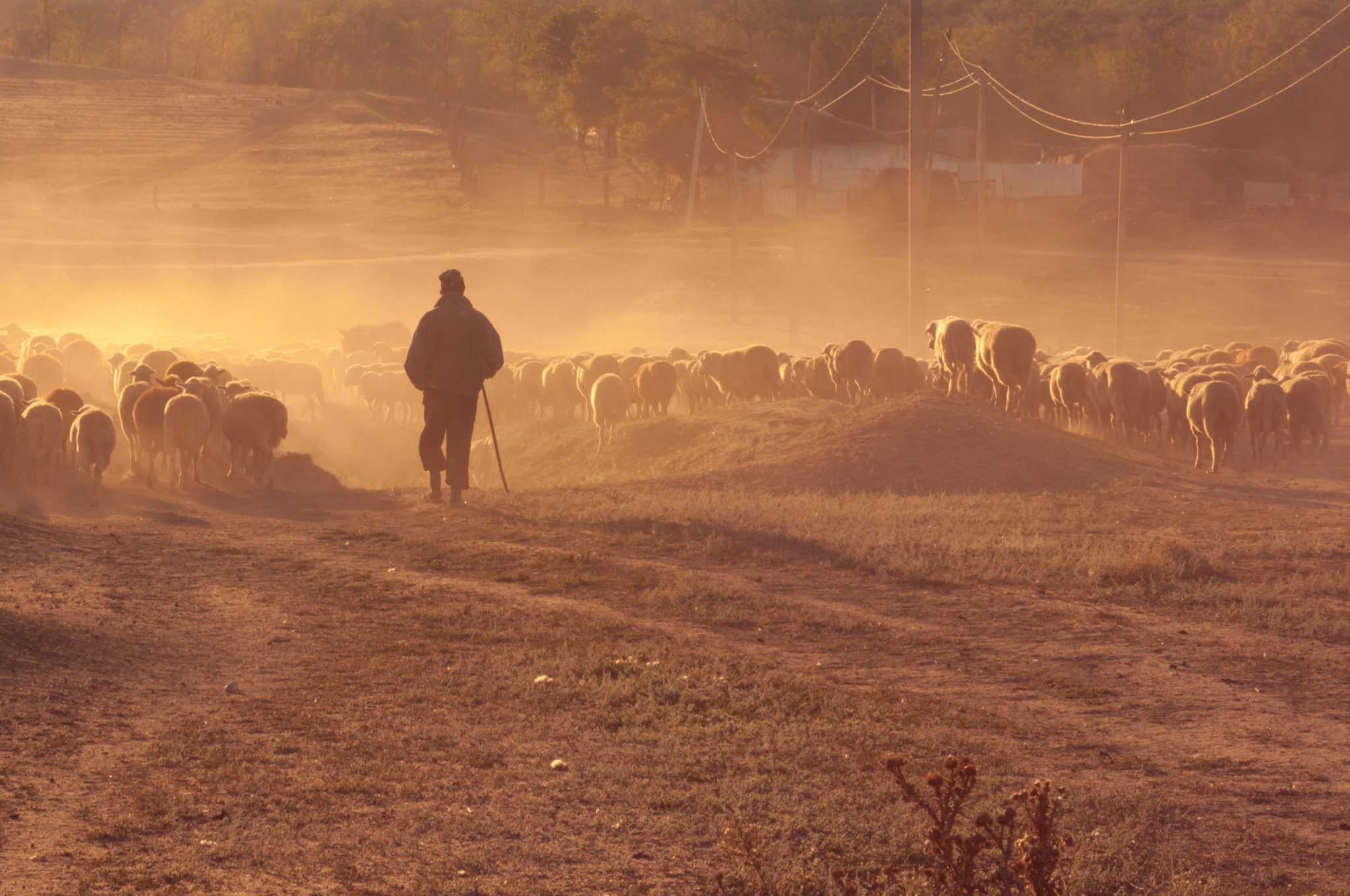 are pastors referred to as shepherd in the bible