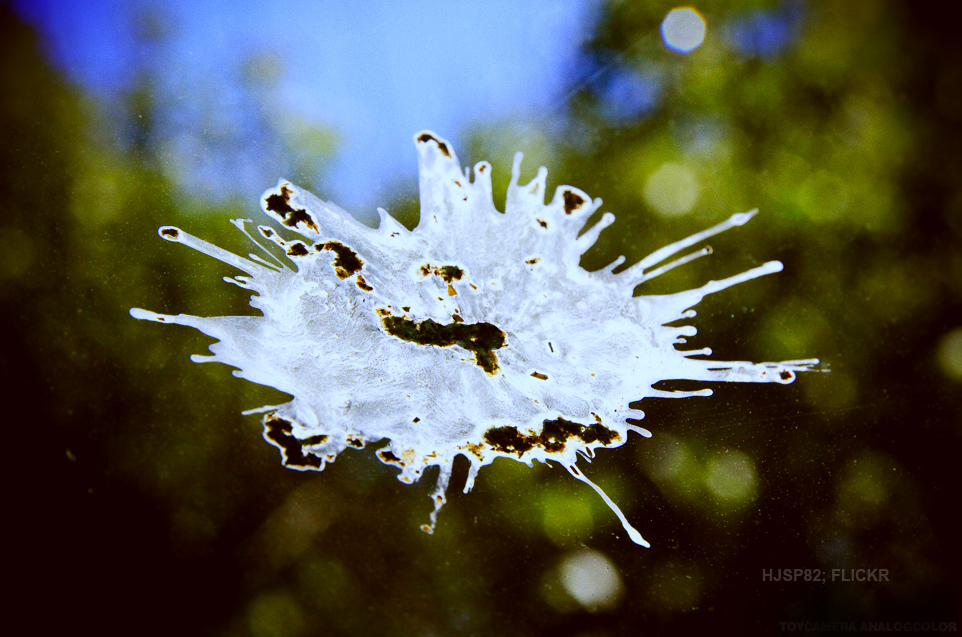 Bethel, Jesus, and Dove Dung The Gospel Coalition Australia