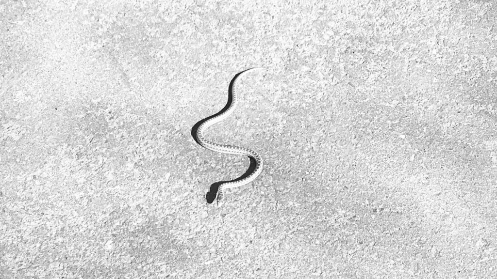 Aplastador de serpientes | Devocional