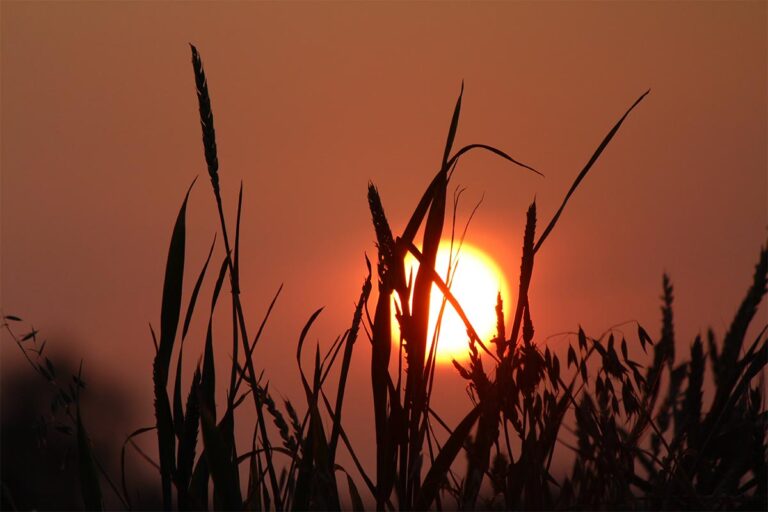 Risposta alla risurrezione