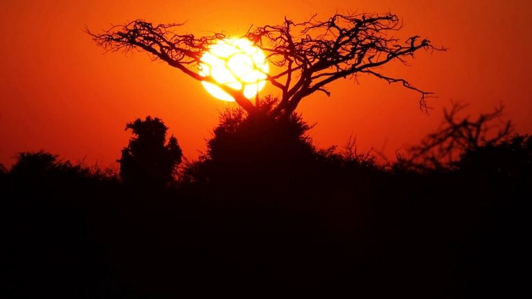 Sun setting behind Thorn Tree - red sky, tree and bush silhouette