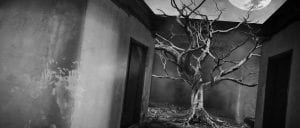 Generational curses image of dead tree in home setting in black and white