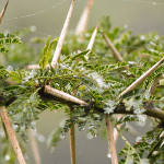 Thorn bush branch - image of the burden of sin