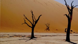 Dead trees reaching up branches in a desert landscape - an image to mirror the act of consulting the dead.