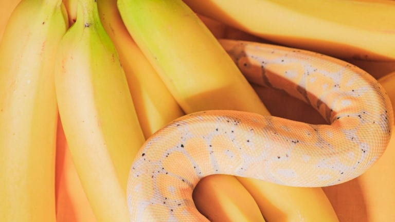 A yellow snake amongst bananas - how to spot a christian cult