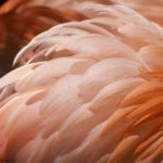 Birds of a different feather - views on angels and demons compared - pinky-brown feathers close-up