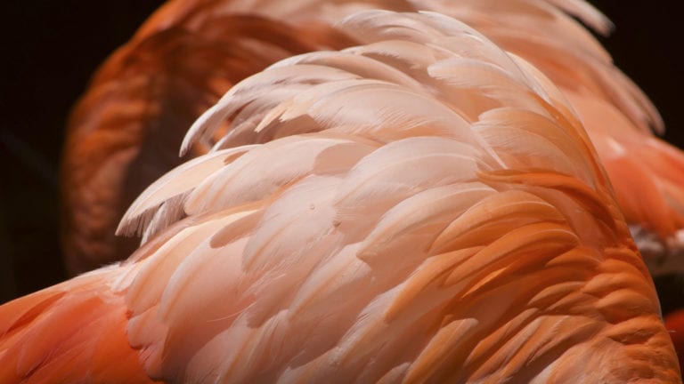 Birds of a different feather - views on angels and demons compared - pinky-brown feathers close-up