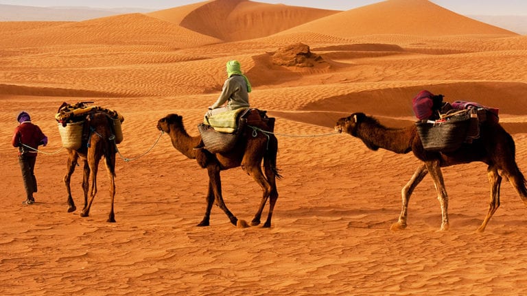 Pilgrim Politics - people on camels travelling through a desert