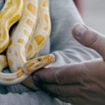 Did the devil make me do it? African man cradling the head of a yellow snake, draped on a person