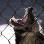 Cage Stage Calvinism: An angry wild animal with big teeth roaring behind fencing