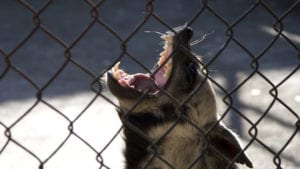 Cage Stage Calvinism: An angry wild animal with big teeth roaring behind fencing