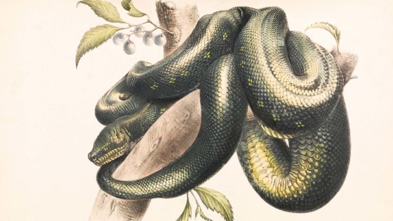 How snakes point to Jesus - Drawing of a snake on a tree.