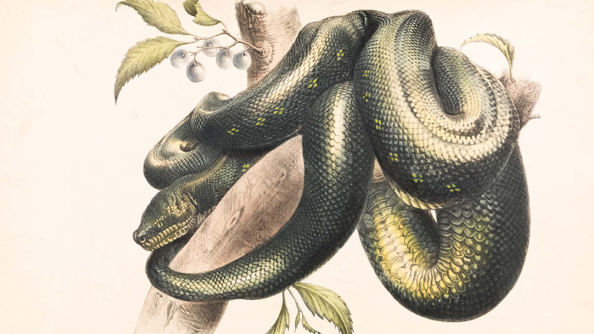 snake bible