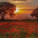 Living a life of satisfaction - A field of full of red flowers with a sunset glow in the sky.