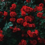Christian Marriages - A bush of bright red flowers.