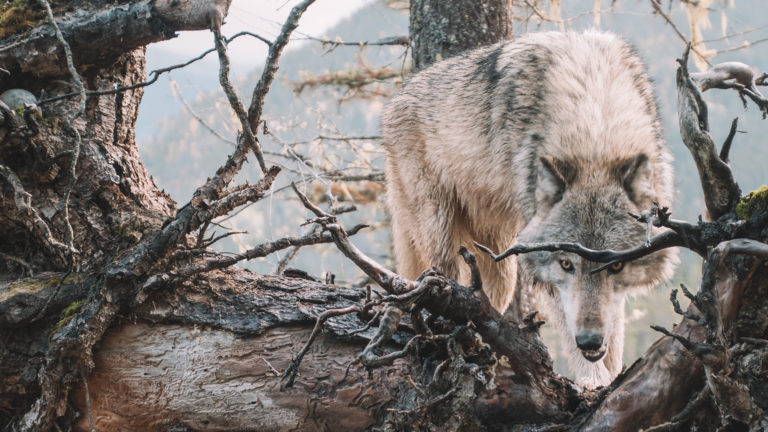 False Teachers - A wolf hiding behind a tree branch