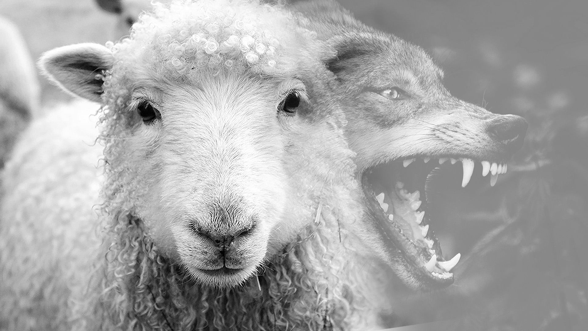 Prosperity teachers not easily recognised - A face of a sheep with a wolfs face next to it