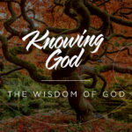 The wisdom of God - A solid tree with lots of leaves on
