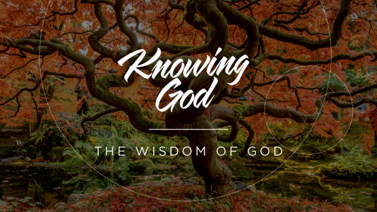 The wisdom of God - A solid tree with lots of leaves on