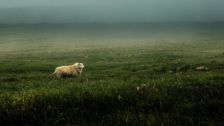 Lost and being found - A sheep standing alone in a field