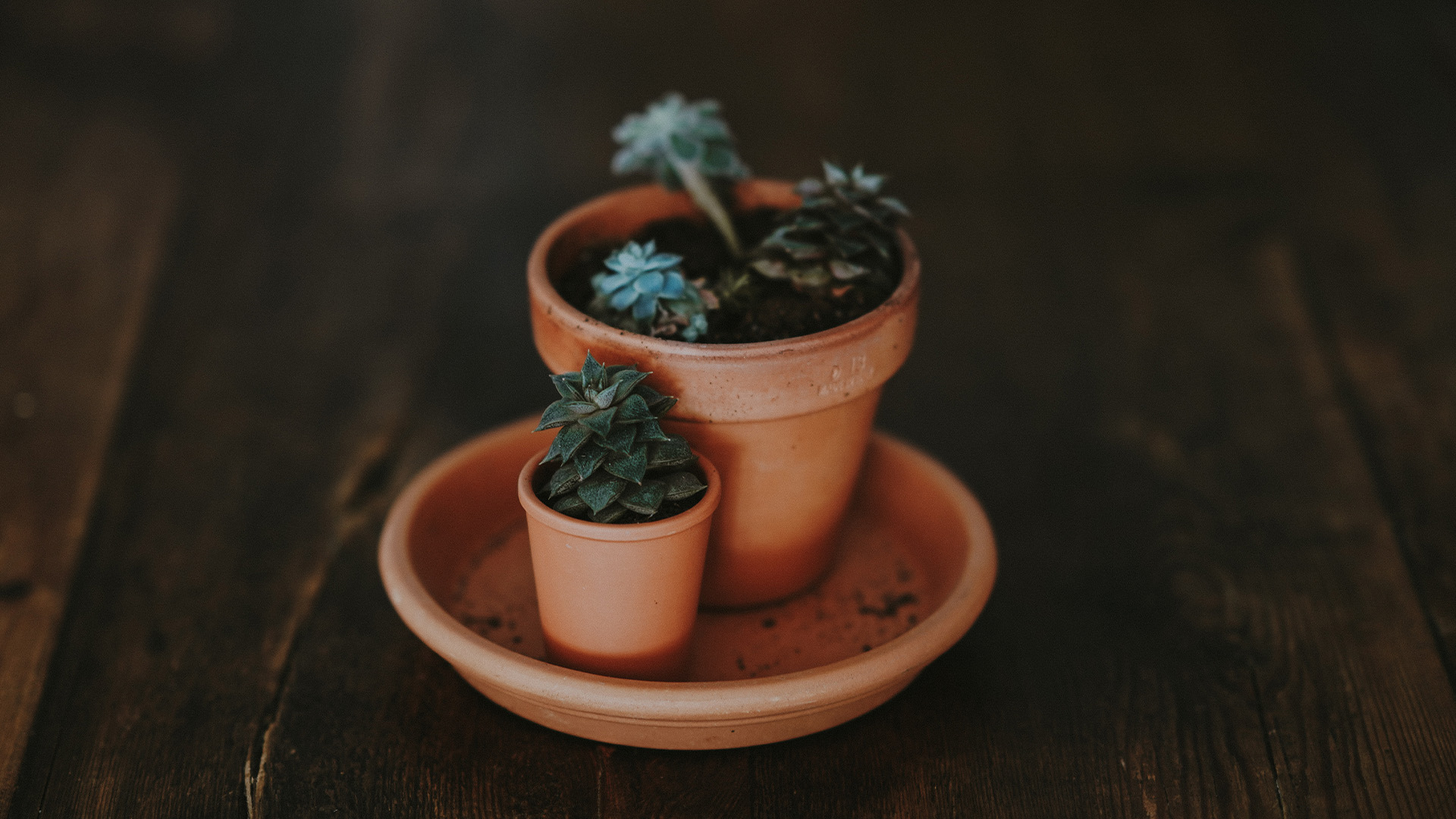 Leadership insecurity - Two plants standing next to each other