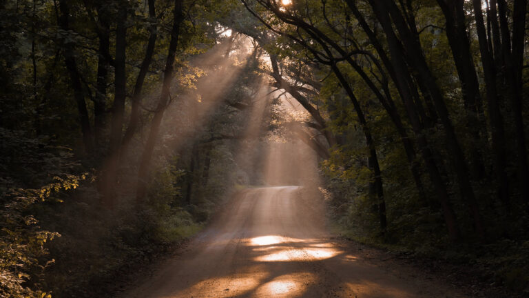 Jesus on the Emmaus road - A dirt path with trees and light shinning through