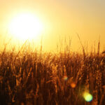 Hope - A field of wheat with the sun shinning down on it