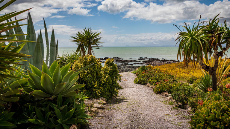 God's will - A beach front with plants