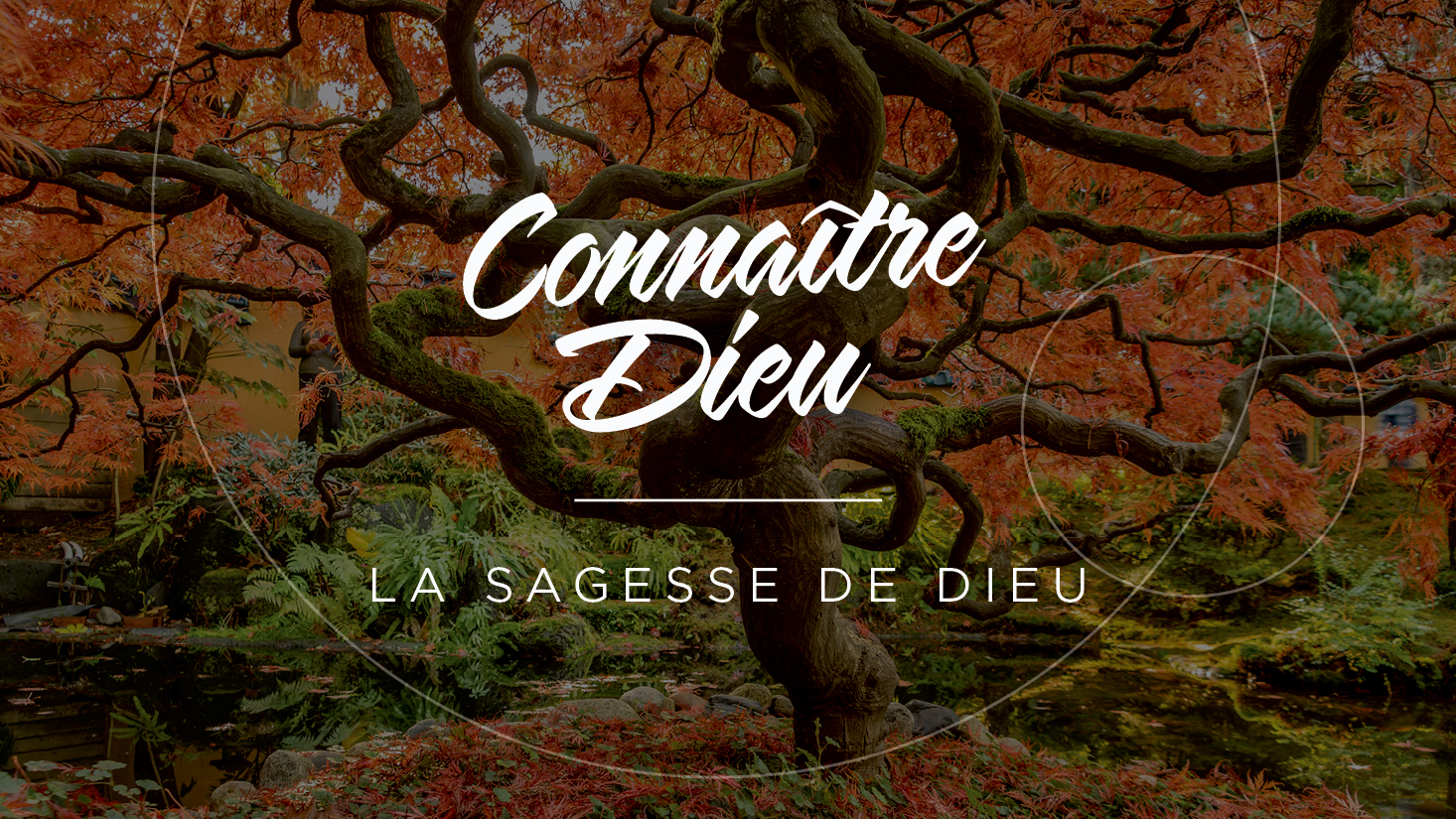 Wisdom of God: An old strong tree with red/orange leaves by a pond.